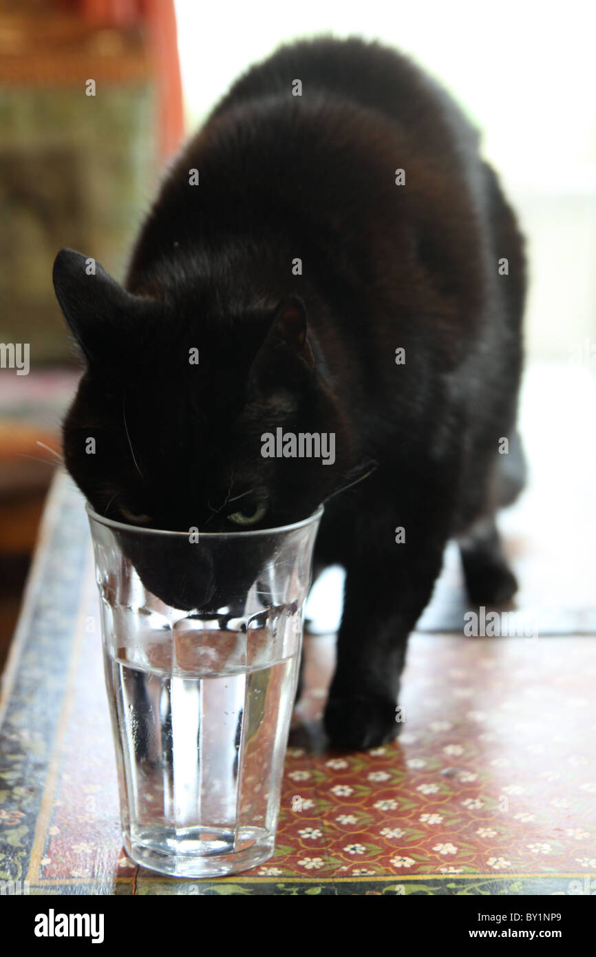 A black cat drinking out of a water glass Stock Photo 33845121 Alamy