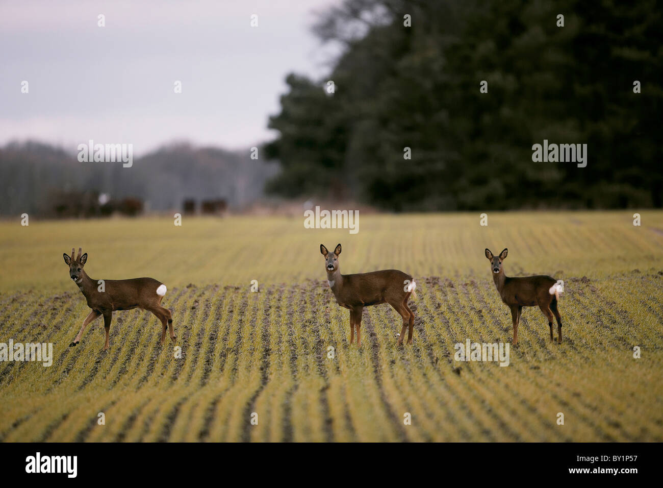 Roe deer uk hi-res stock photography and images - Alamy