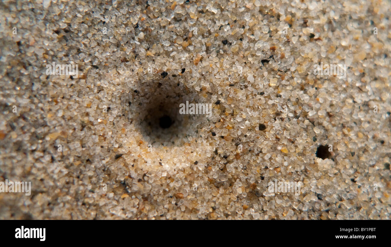 Crab Hole, Cua Dai Beach Hoi An, Vietnam Stock Photo Alamy