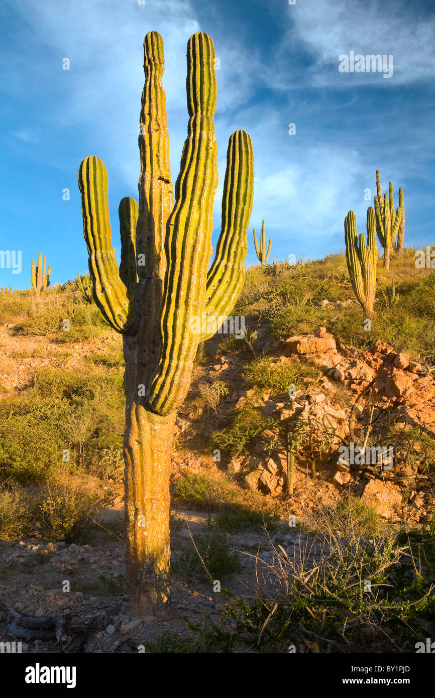 Cardon Cactus (Pachycereus pringlei) in Baja, Mexico Stock Photo