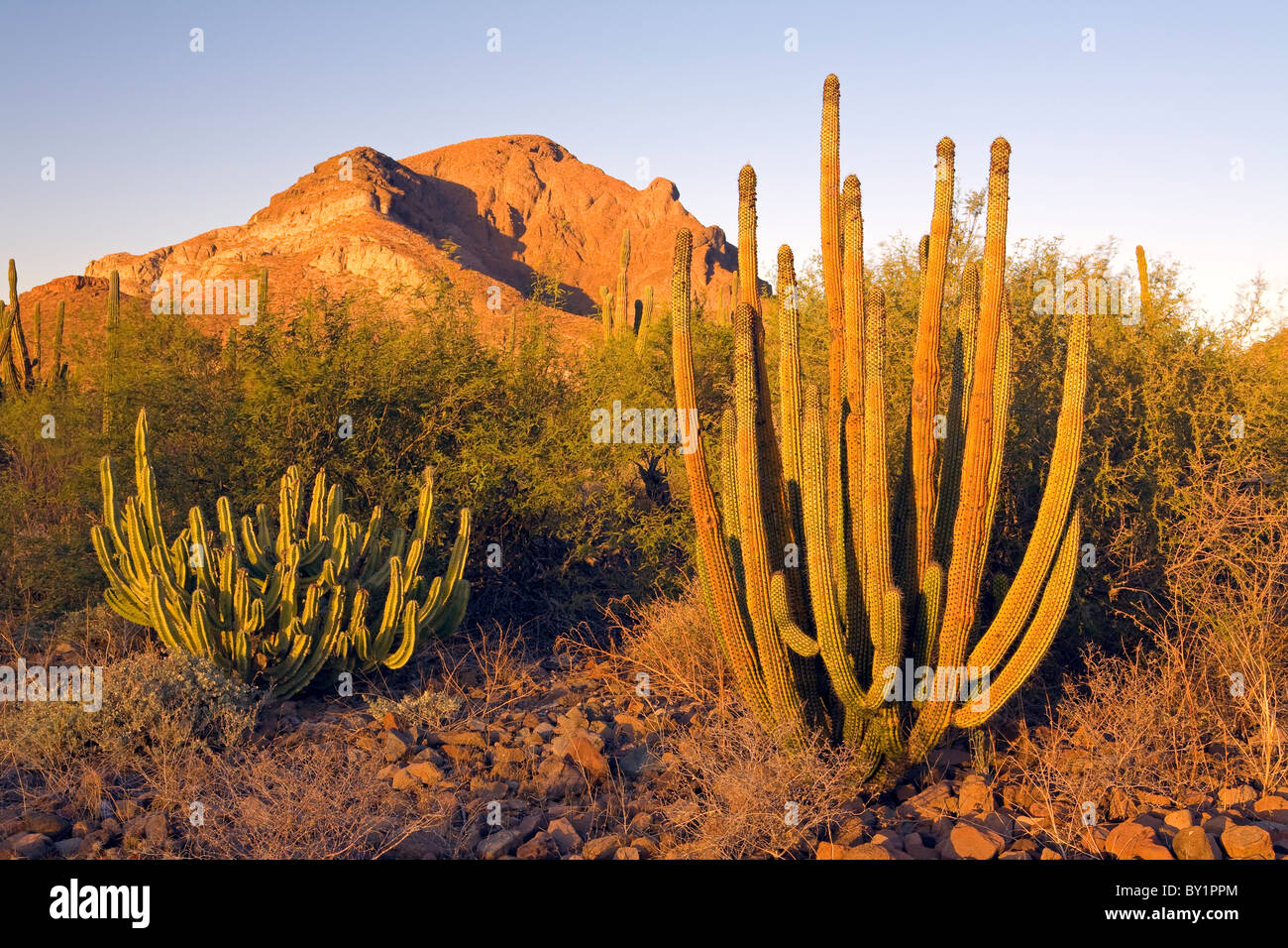 Organ Pipe Cactus (Stenocereus thurberi) and Candelabra Cactus (Myrtillocactus cochal) in the desert of Baja California, Mexico. Stock Photo