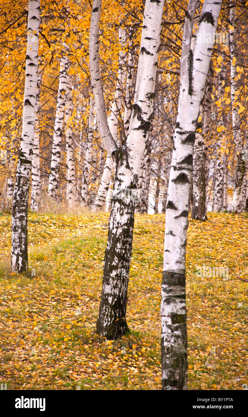 Autumn birch tree close up hi-res stock photography and images - Alamy