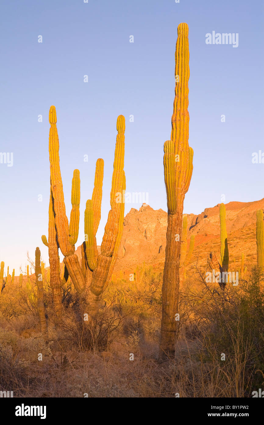 Cardon Cactus (Pachycereus pringlei) in Baja, Mexico Stock Photo