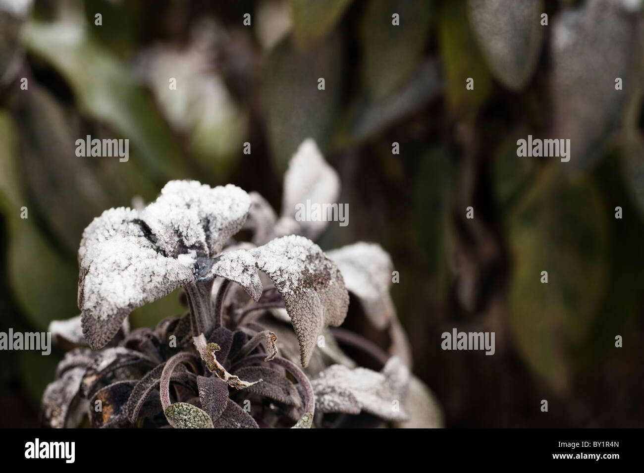 White salvia winter in garden hi-res stock photography and images - Alamy