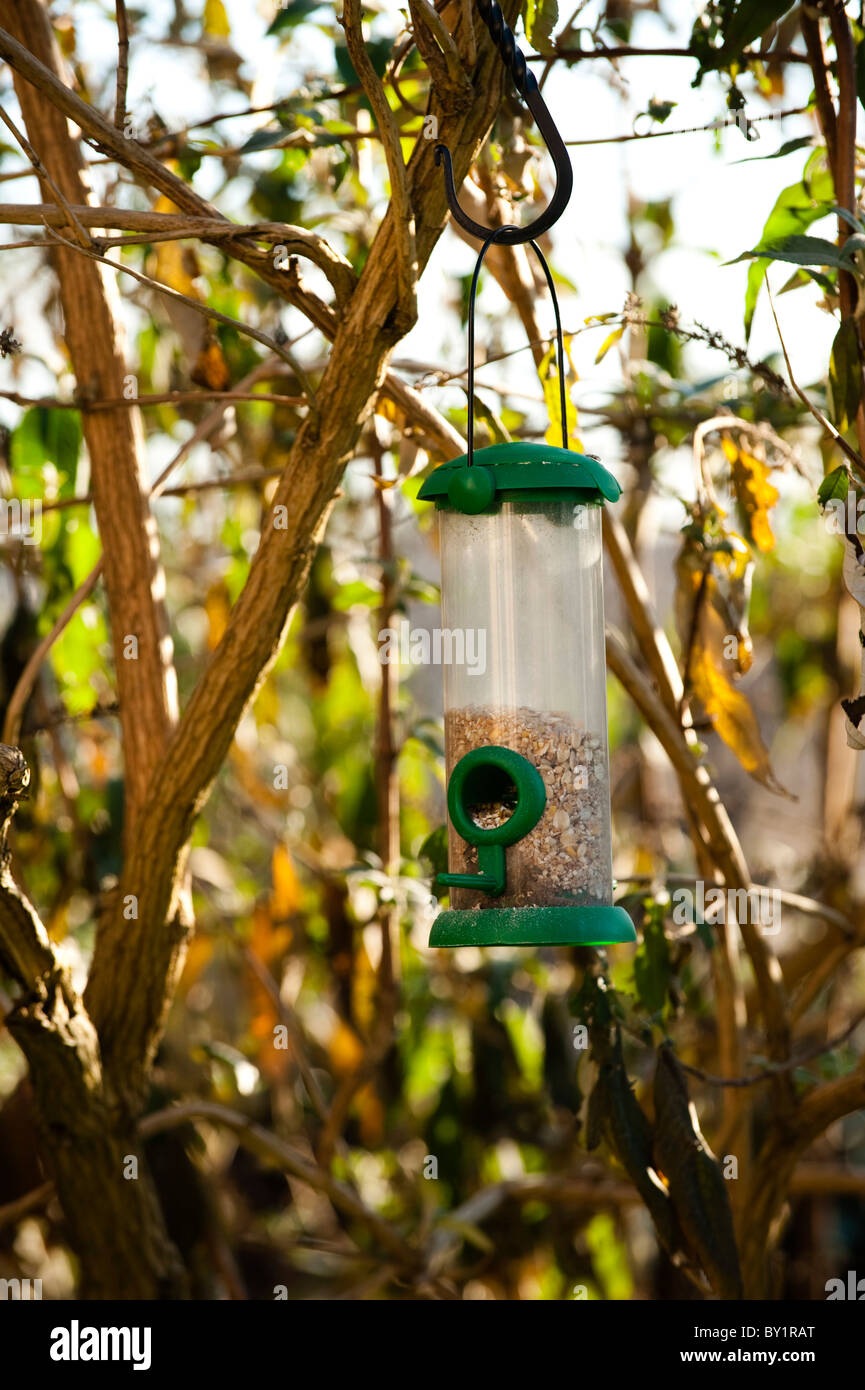 Plastic bird feeder hanging from a buddleja Stock Photo