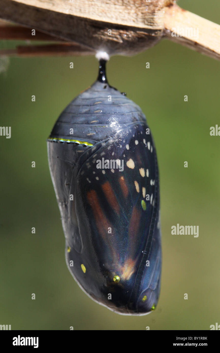 Monarch butterfly chrysalis Stock Photo