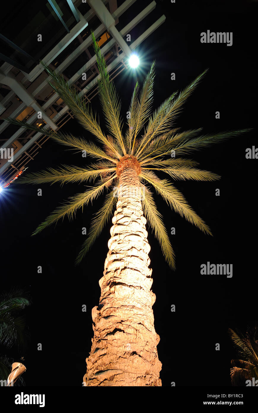 Palm tree illuminated at night with a hotel awning in the background. Stock Photo