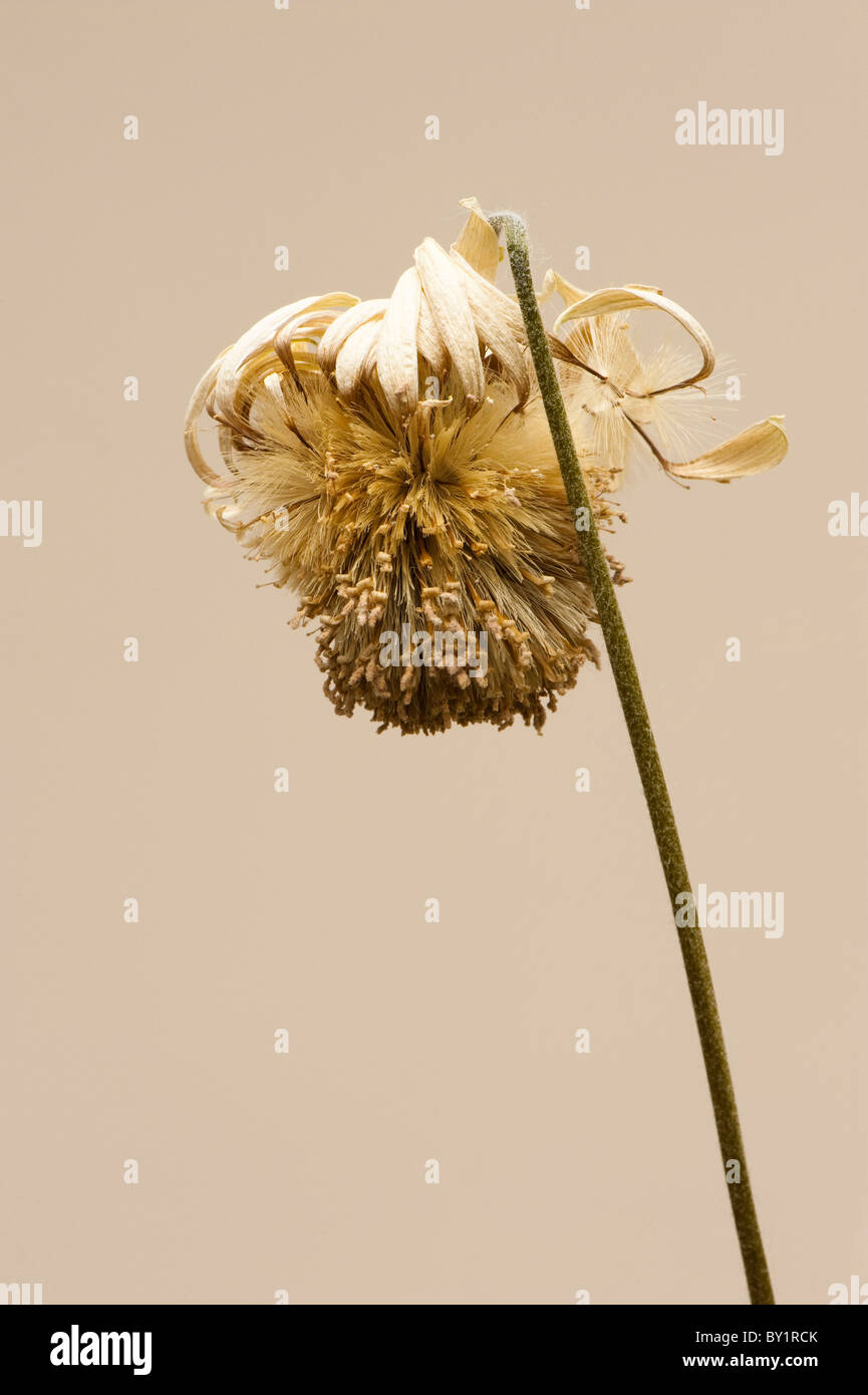 Dying flower hires stock photography and images Alamy