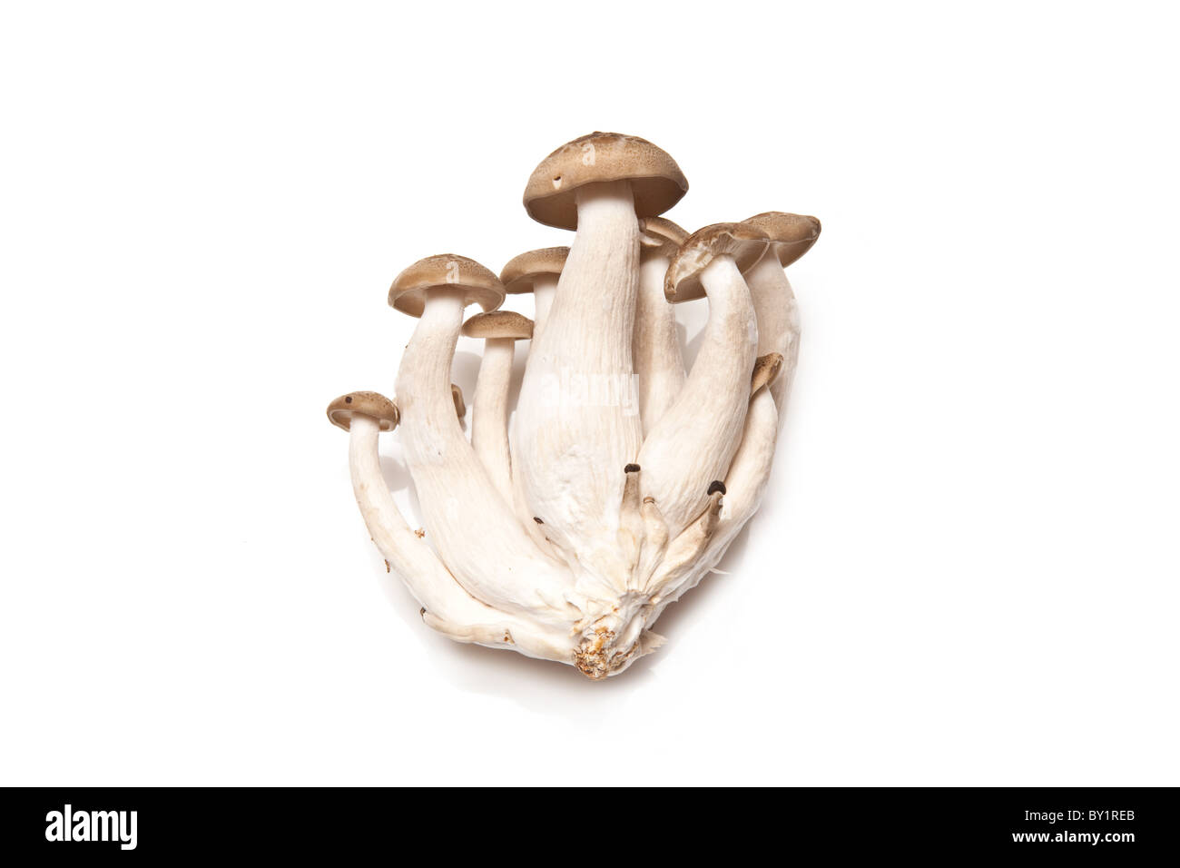 Hon-shimeji Chinese mushrooms isolated on a white studio background. Stock Photo