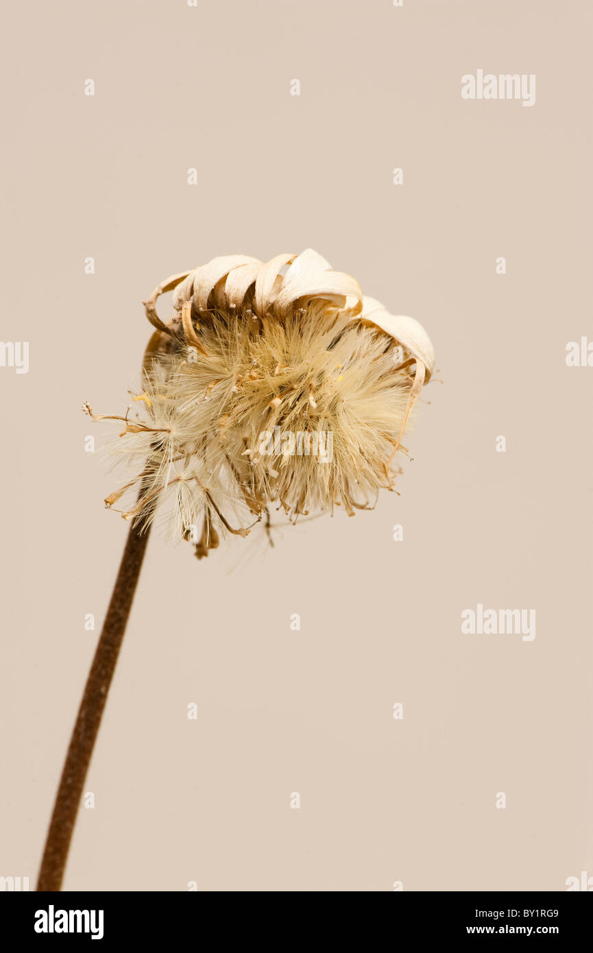 Dying flower from a Gerbera Everlast White ('Amgerbwhi' Stock Photo Alamy