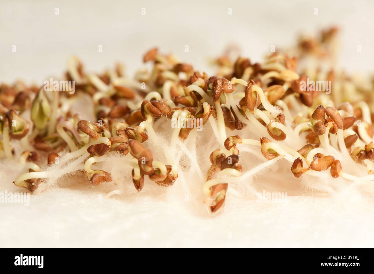 Curled Cress Sprouting Seeds