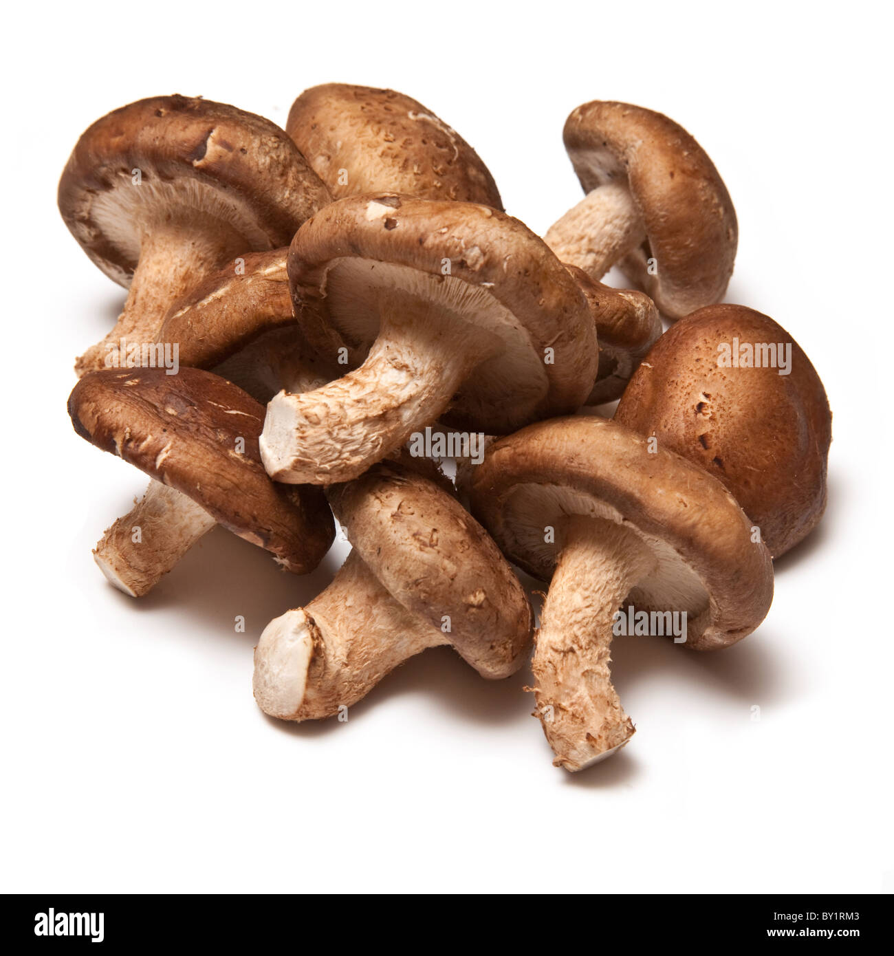 Shiitake mushrooms isolated on a white studio background Stock Photo