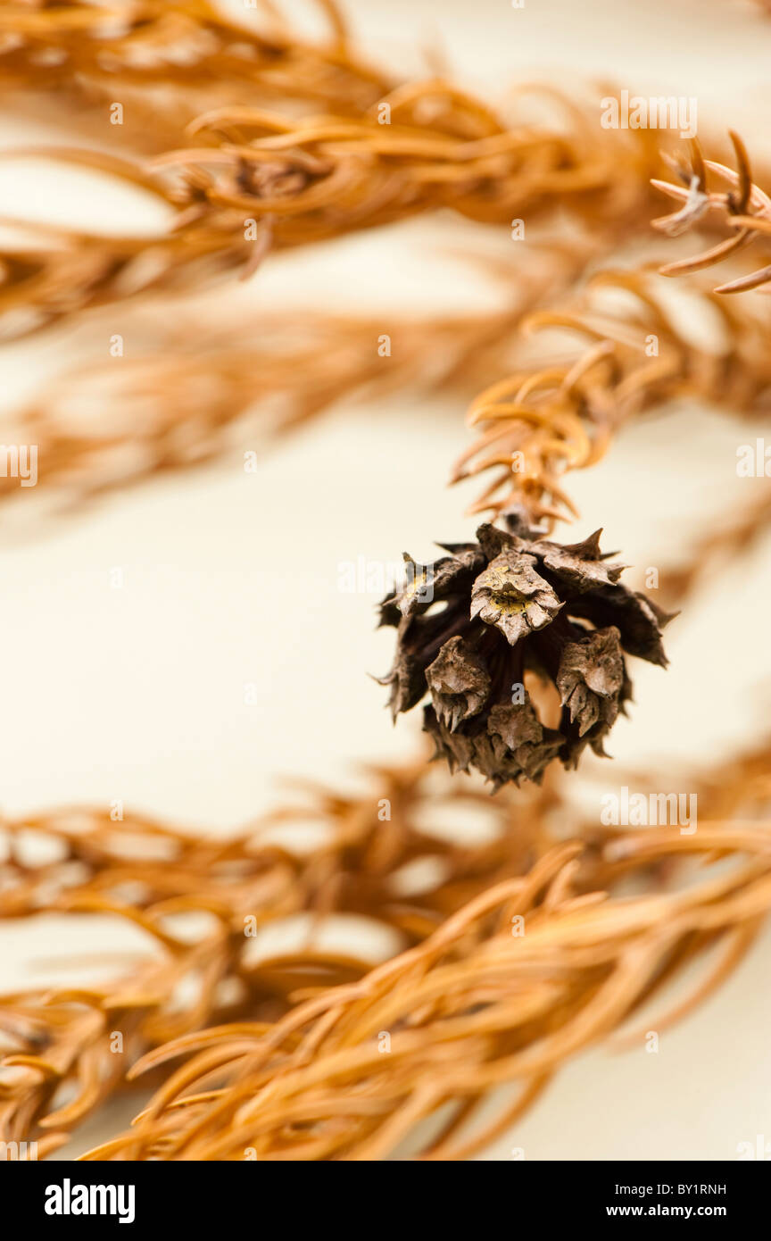 Dried cone and twigs of coniferous tree Stock Photo