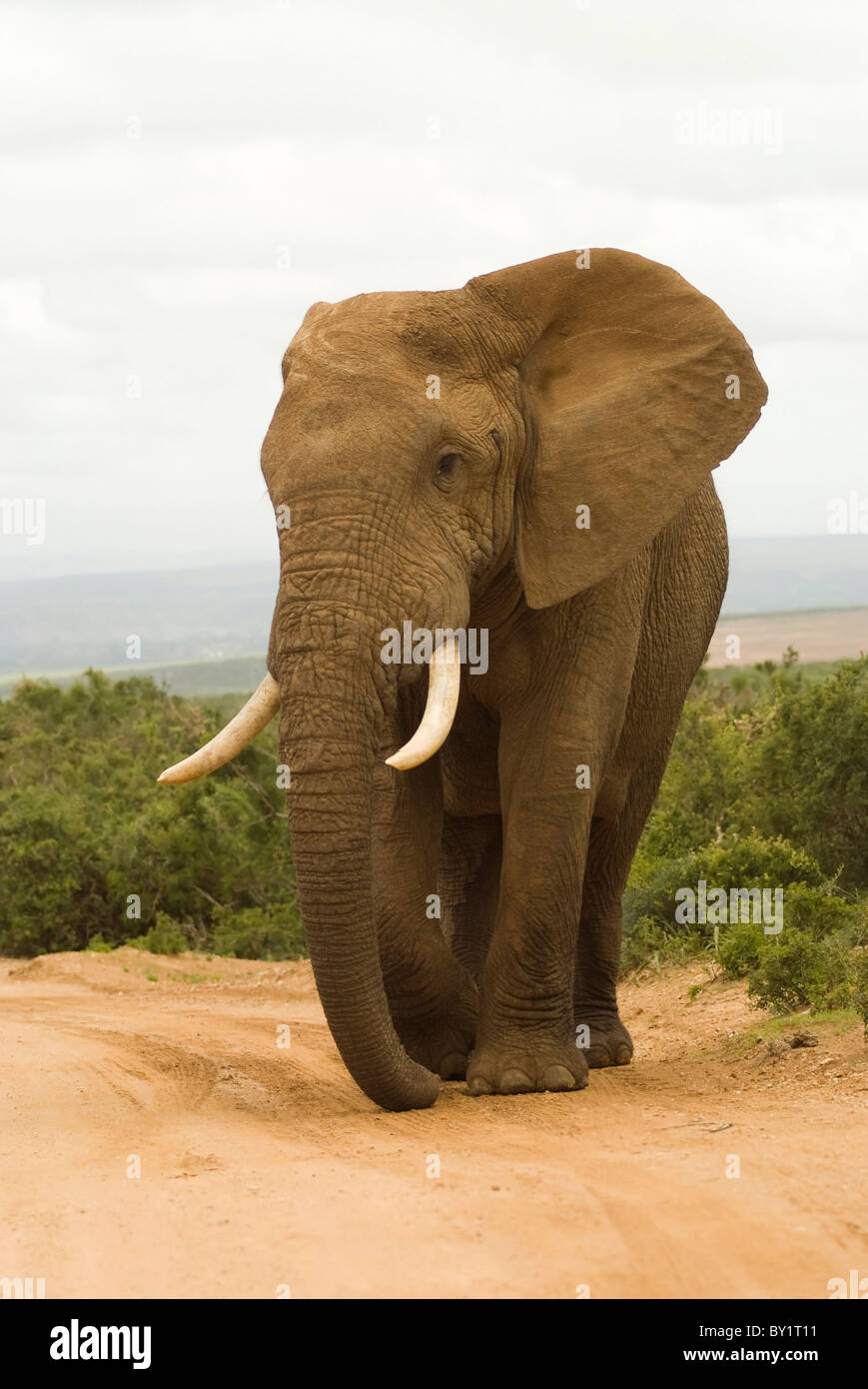 Large African bull elephant in South African national park safari Stock Photo