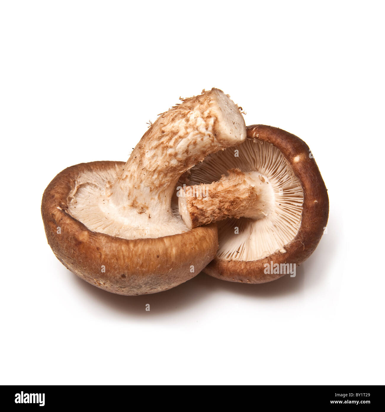 Shitake mushroom hi-res stock photography and images - Alamy