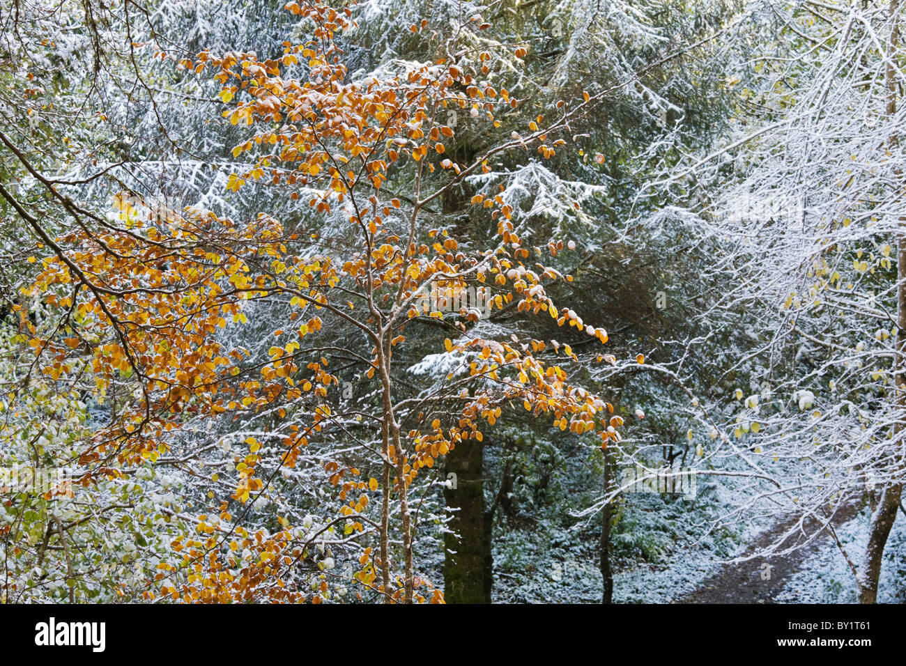 Birks of Aberfeldy with snow, Perthshire, Scotland Stock Photo