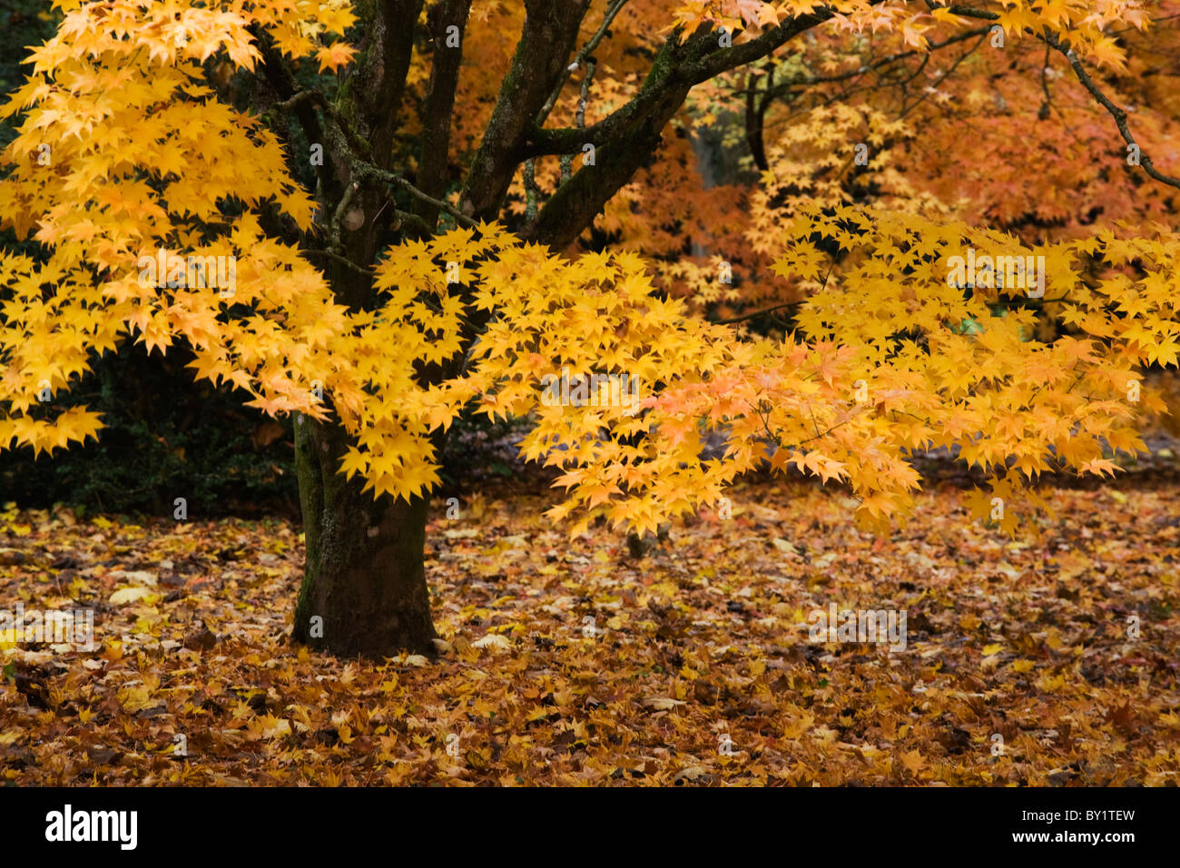 Trunk Leaves Autumn Westonbirt High Resolution Stock Photography and ...