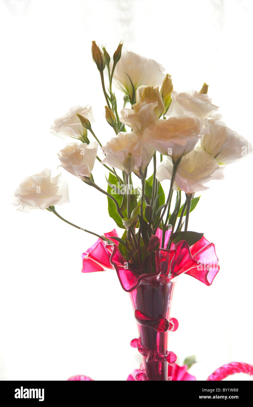 White Lisianthus flowers in a vase Stock Photo Alamy
