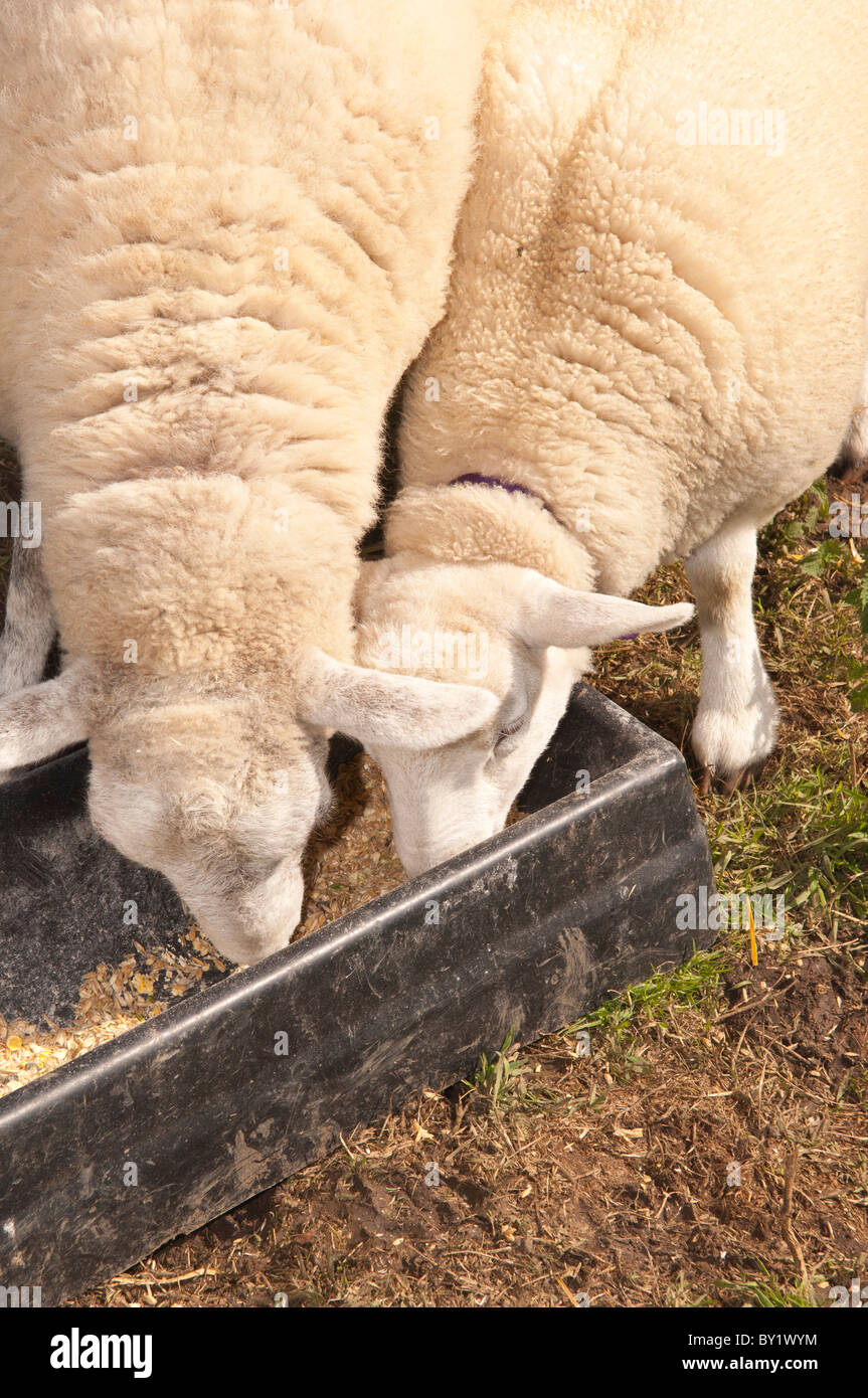 Two sheep feeding from a trough in the Uk Stock Photo Alamy