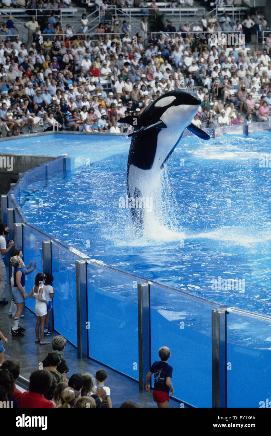 Killer Whale entertaining visitors at the Seaworld Shamu Stadium in Orlando Stock Photo