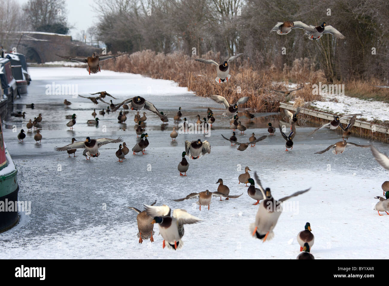 Freezing conditions led to the canals being frozen. Pictured, ducks on the frozen canal near Stoke Golding, Leicestershire. Stock Photo