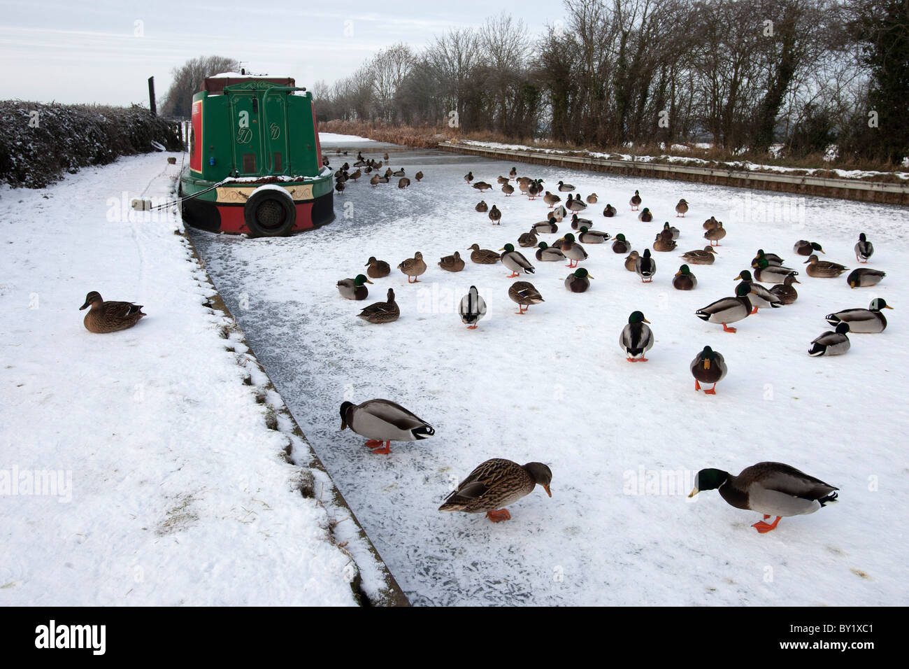 Freezing conditions led to the canals being frozen. Pictured, ducks walk on the frozen canal near Stoke Golding. Stock Photo