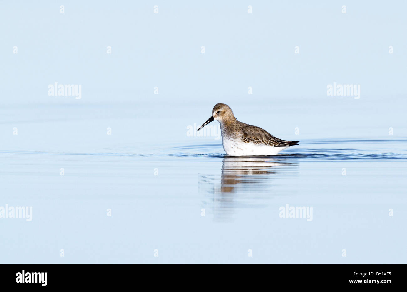 Wading dunlin fishing in a pool Stock Photo