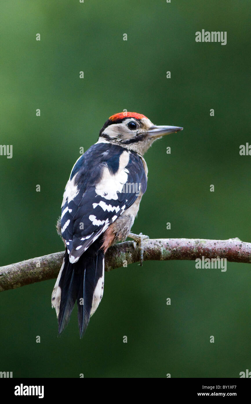Greater spotted woodpecker sat on branch Stock Photo