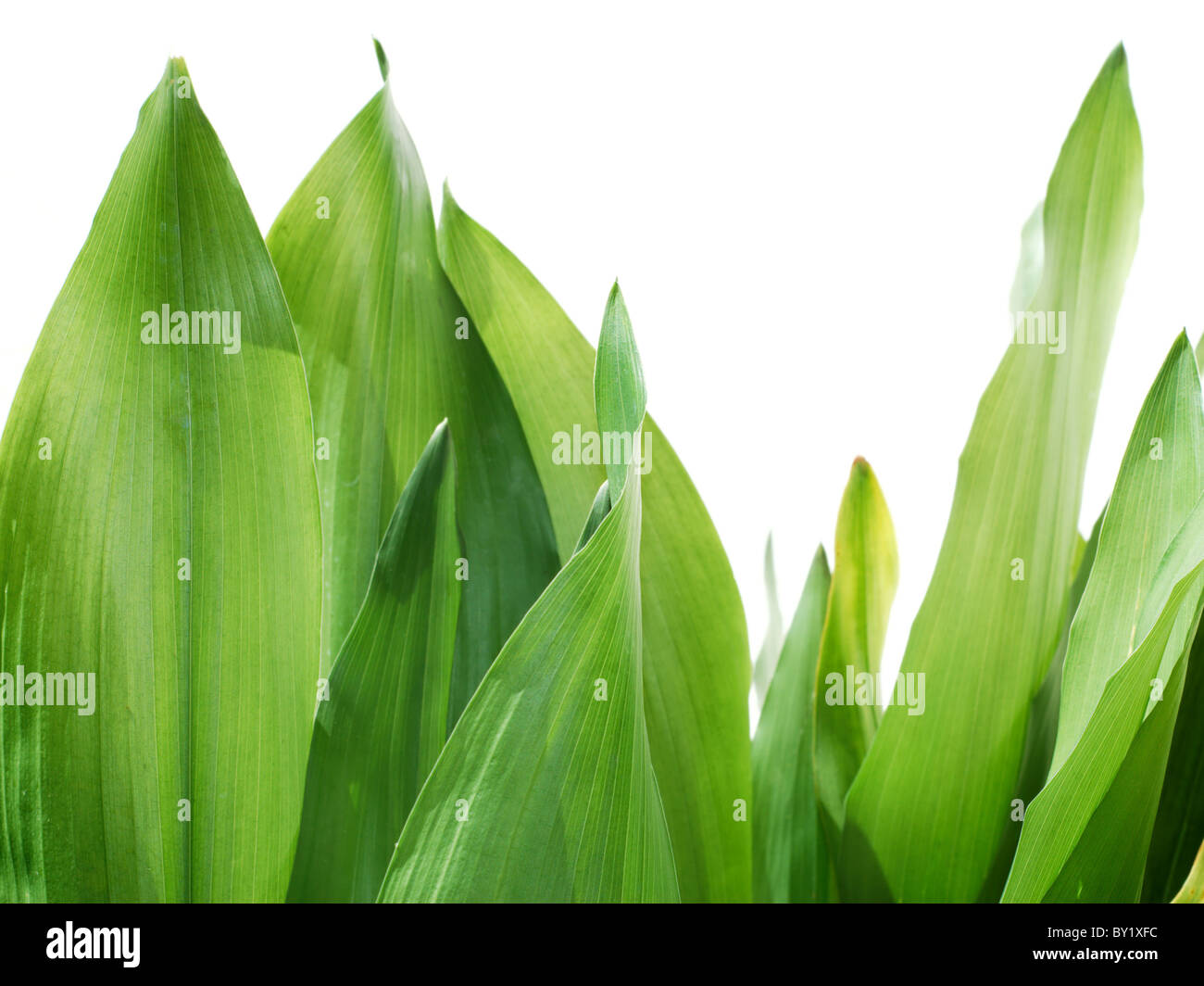 Bright green leaves photographed on white background (no post work isolation) Stock Photo