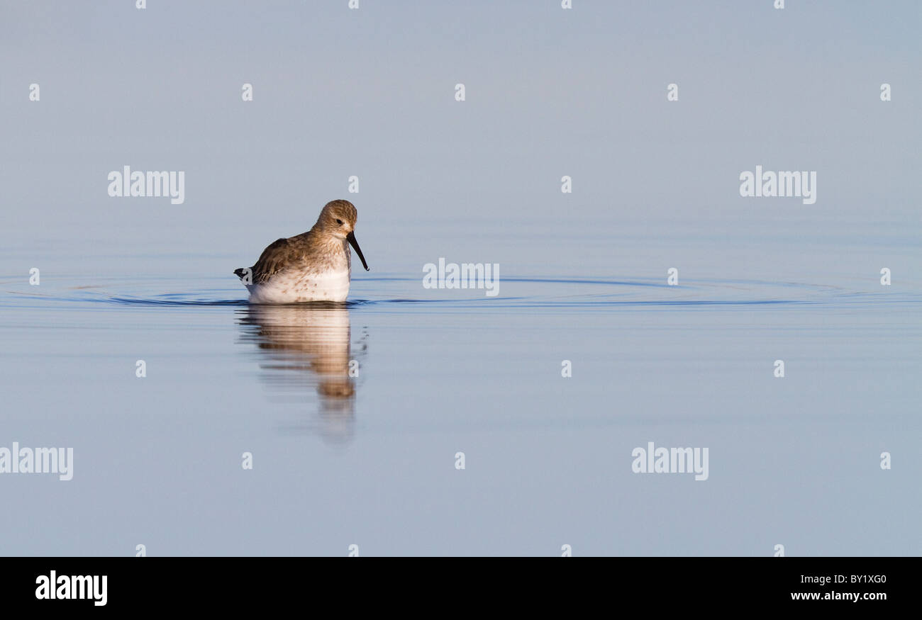 Wading dunlin fishing in a pool Stock Photo