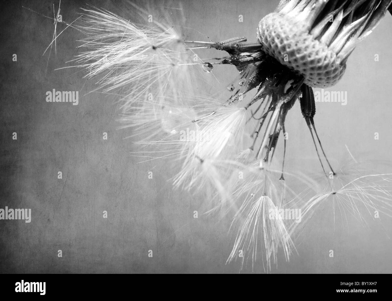 Macro shot of dandelion, nature and flower concept Stock Photo