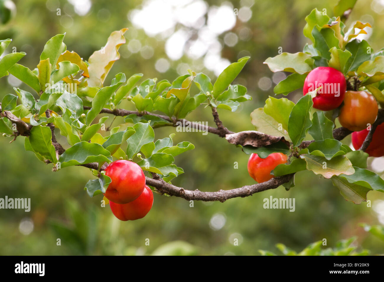 Acerola tree bearing fruit Stock Photo