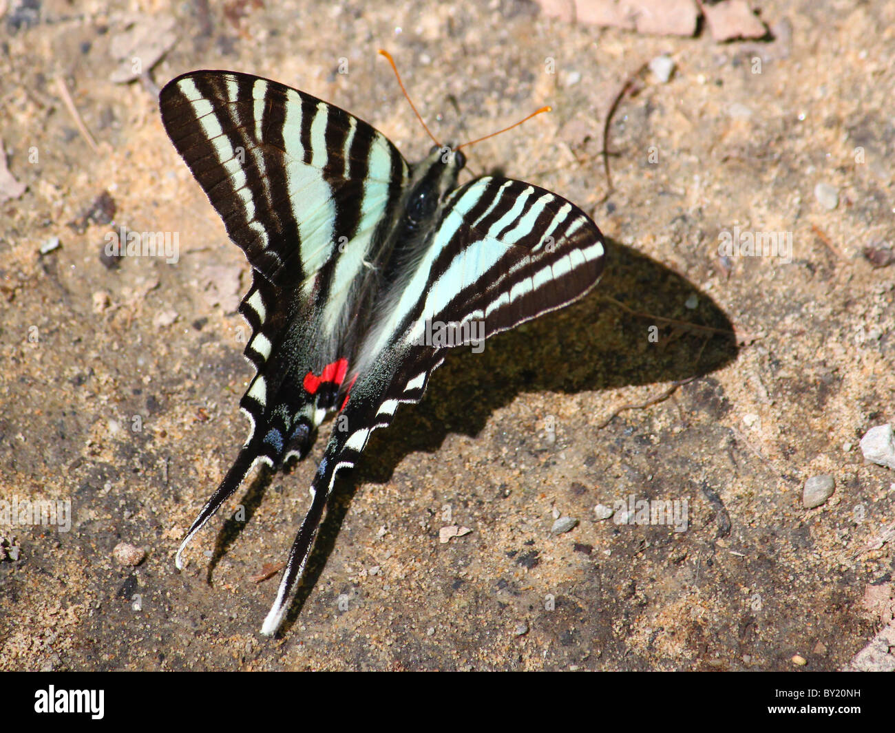 Zebra Swallowtail (Eurytides marcellus Stock Photo Alamy