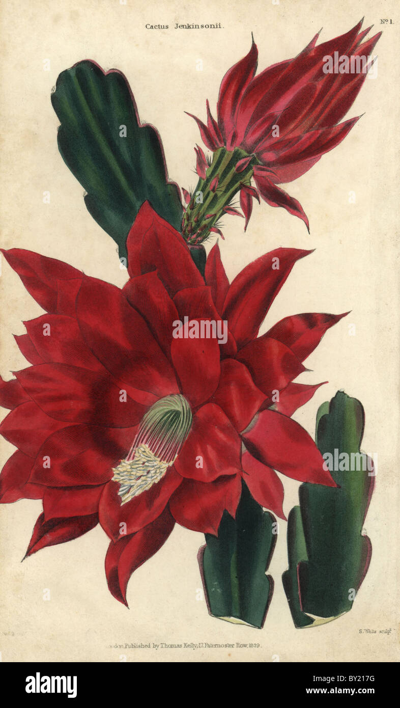 Crimson-flowered Cactus jenkinsonii (Disocactus × jenkinsonii). Stock Photo