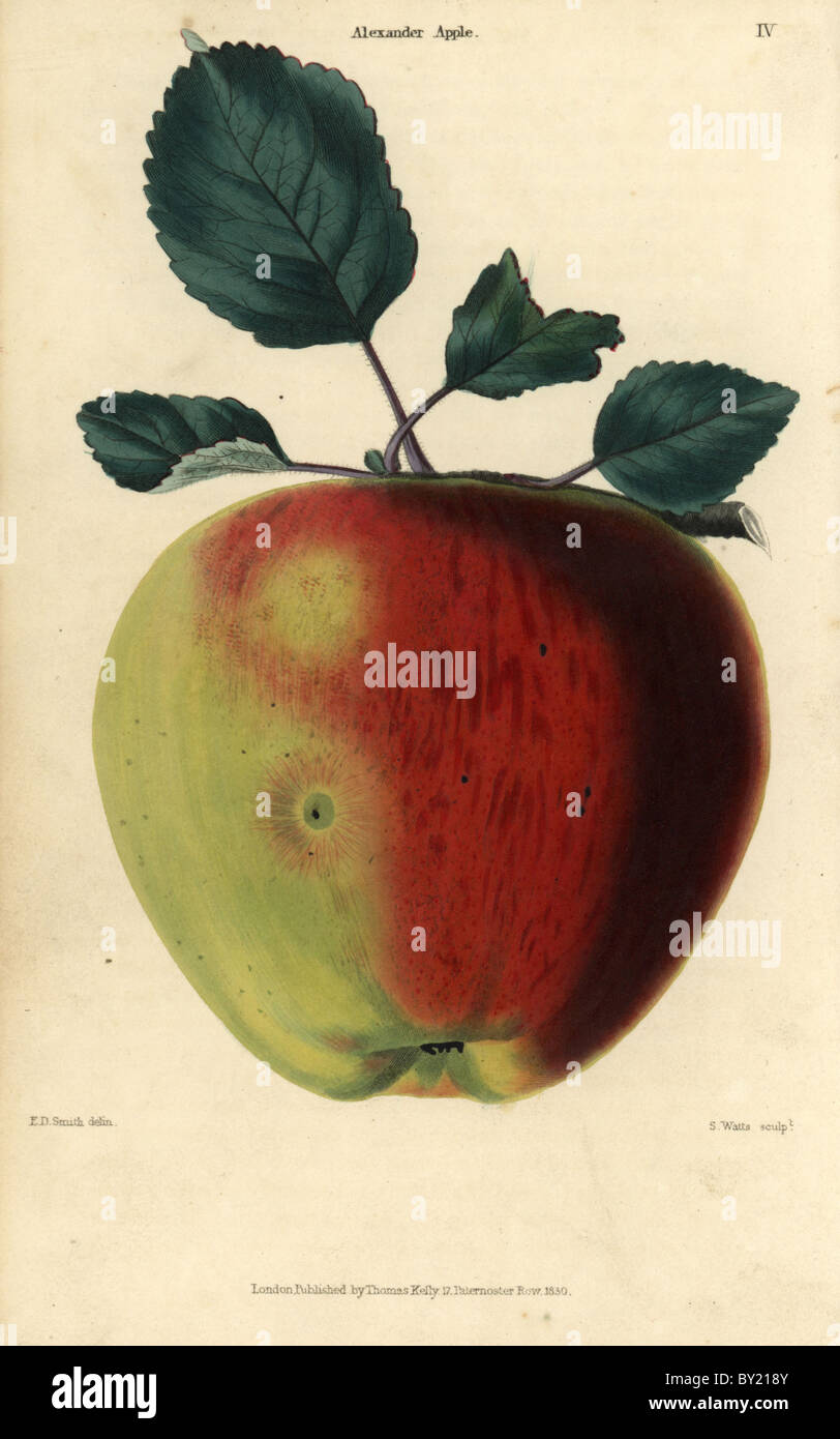 Fruit and leaves of the Alexander apple, Malus domestica. Stock Photo