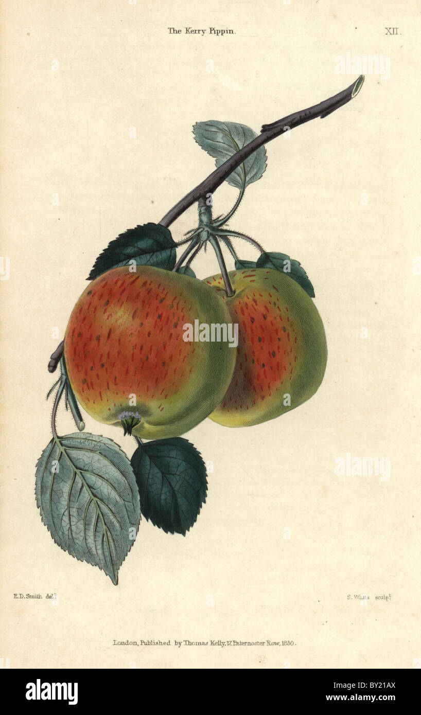 Scarlet fruit and leaves of the Kerry Pippin apple, Malus domestica. Stock Photo