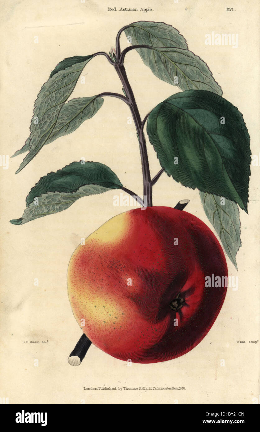 Fruit and leaves of the Red Astracan apple, Malus domestica. Stock Photo