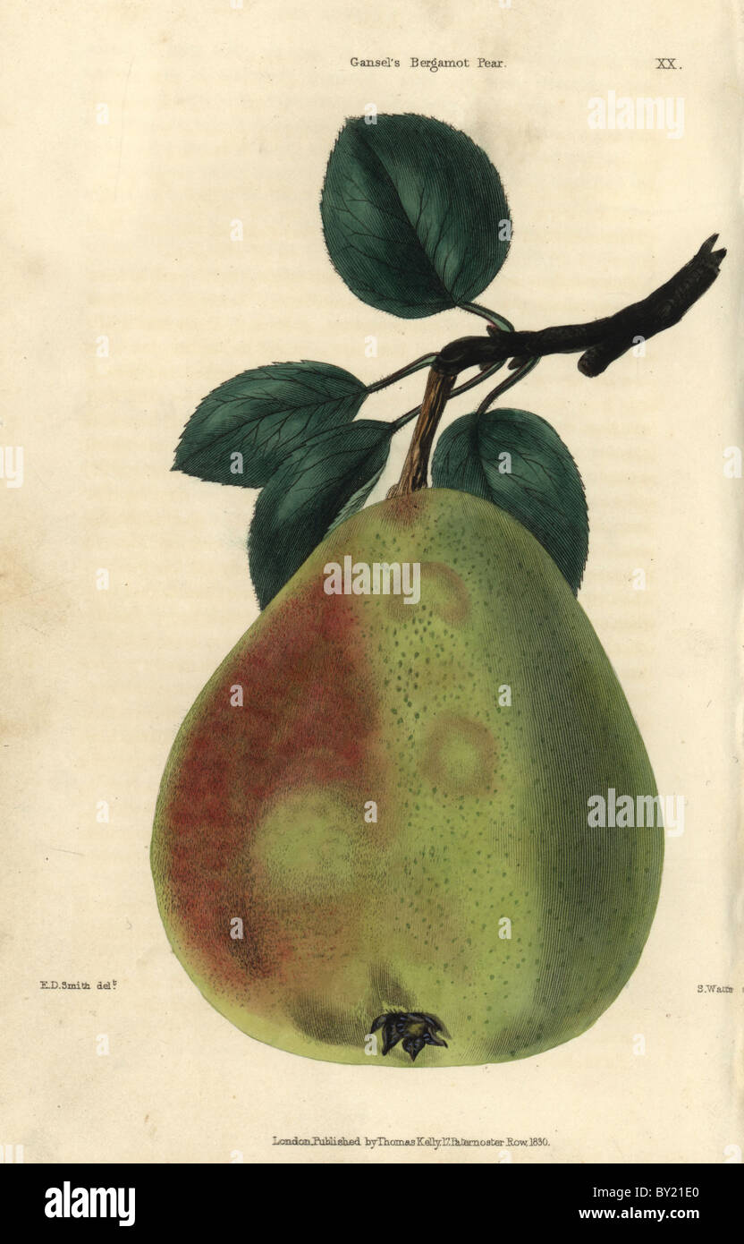 Ripe fruit and leaves of Gansel's Bergamot pear, Pyrus communis. Stock Photo