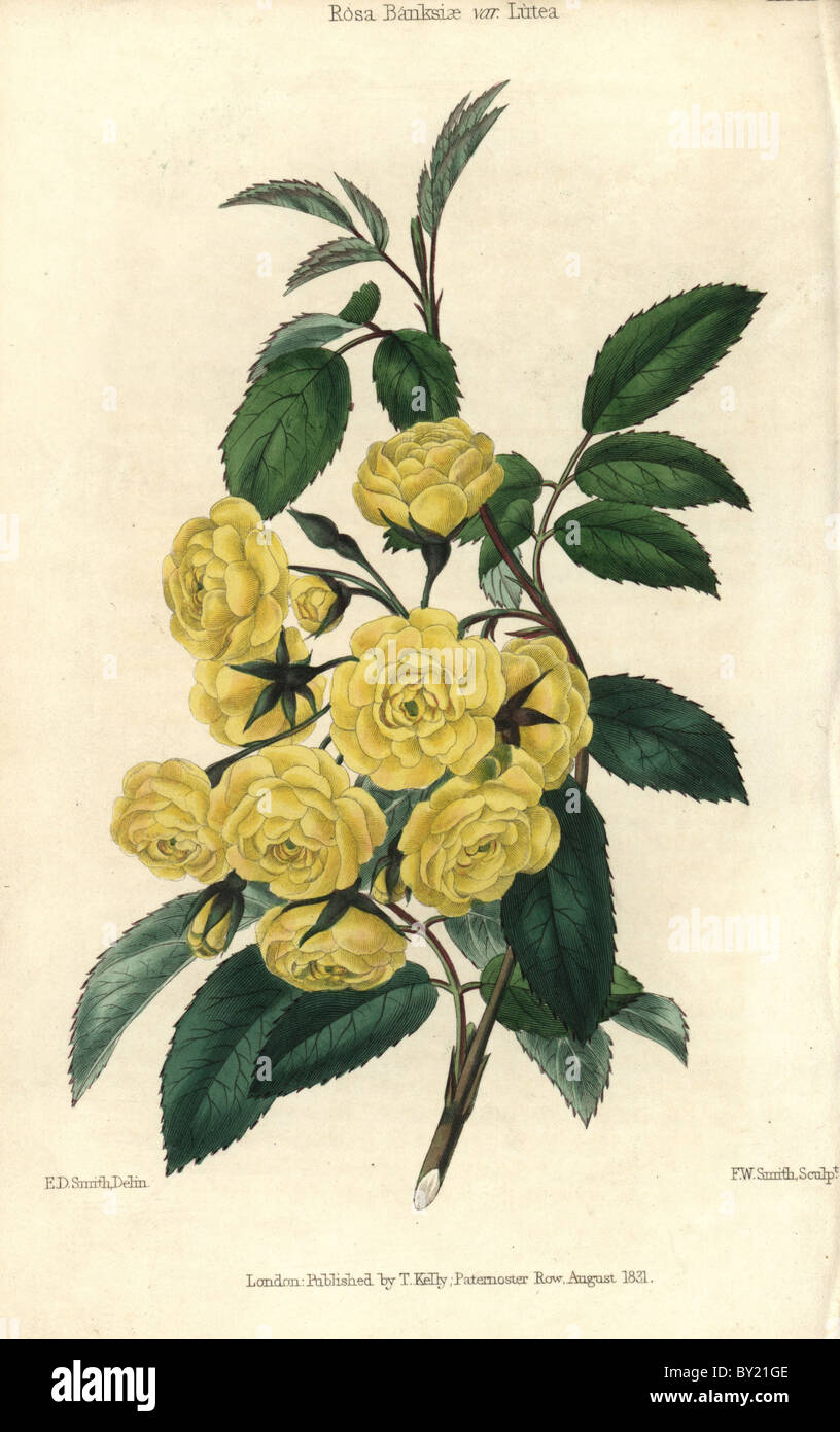 Many small yellow roses, Lady Banks rose, Rosa Banksiae var. lutea. Stock Photo