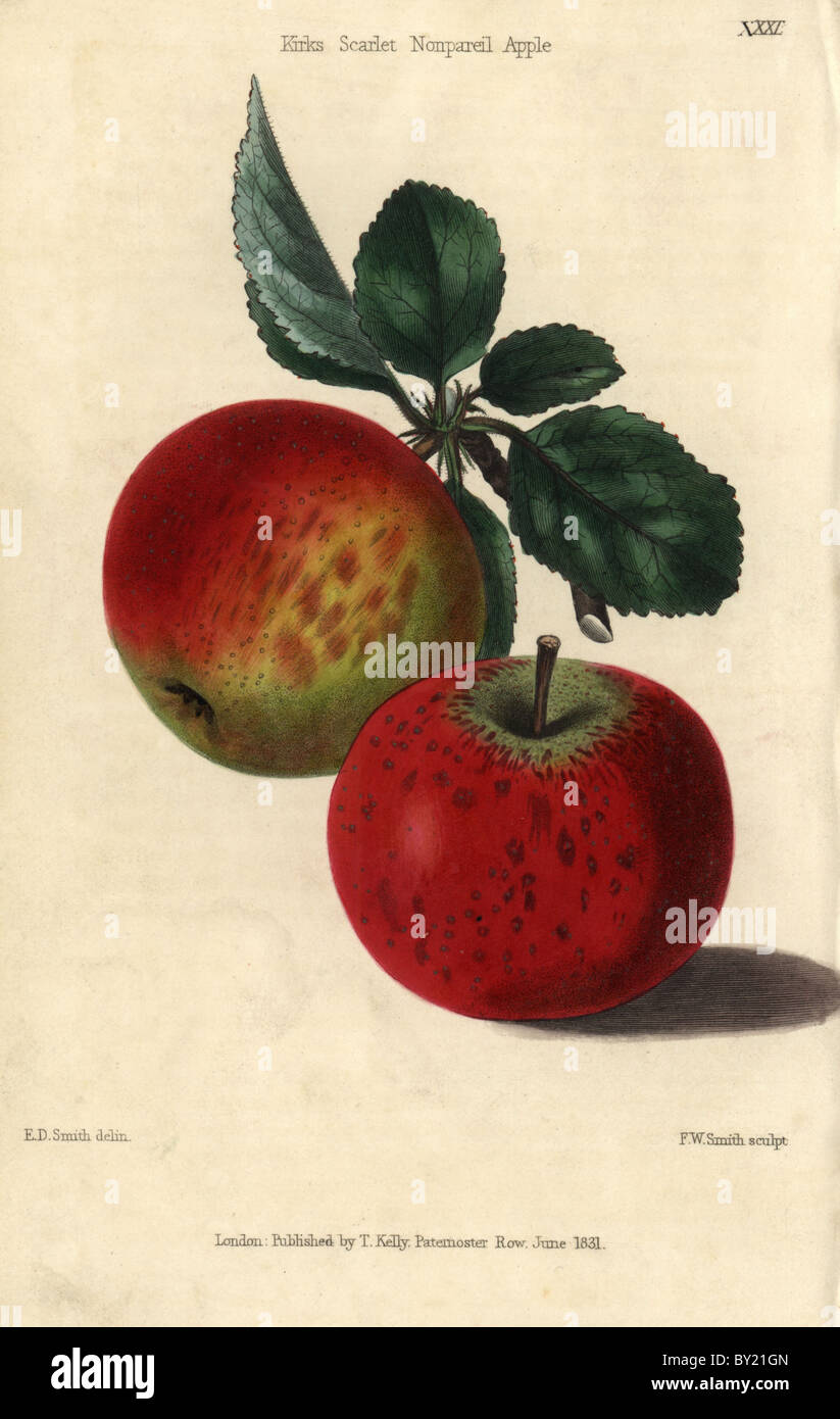 Red ripe fruit and leaves of Kirke's Scarlet Nonpareil Apple, Malus domestica. Stock Photo