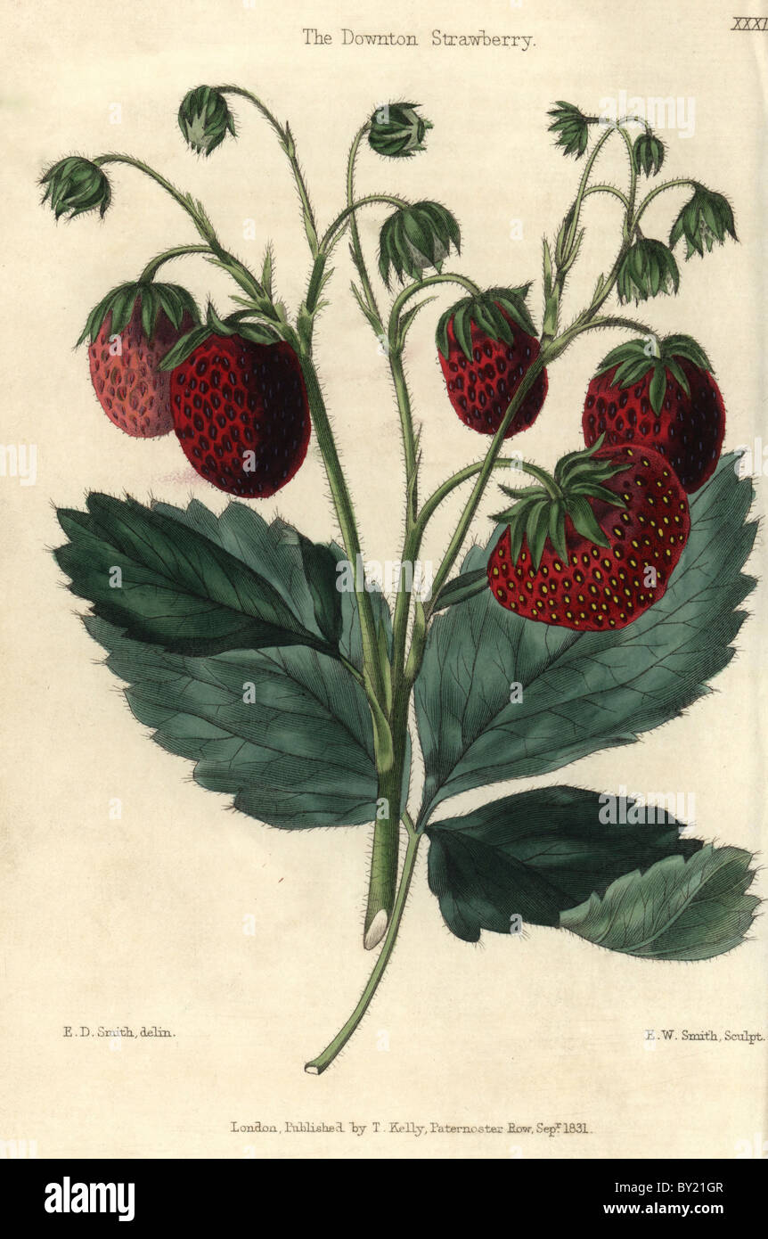 Ripe red fruit and leaves of the Downton Strawberry, Fragaria x ...