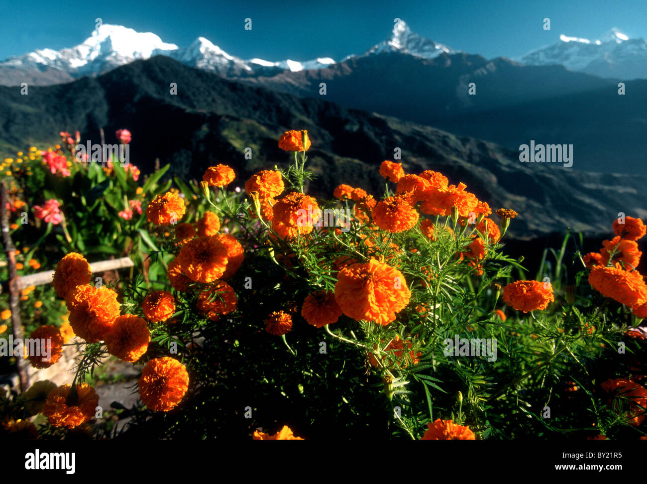 chrysanthemums Trekking. Nepal. Pokhara. Stock Photo