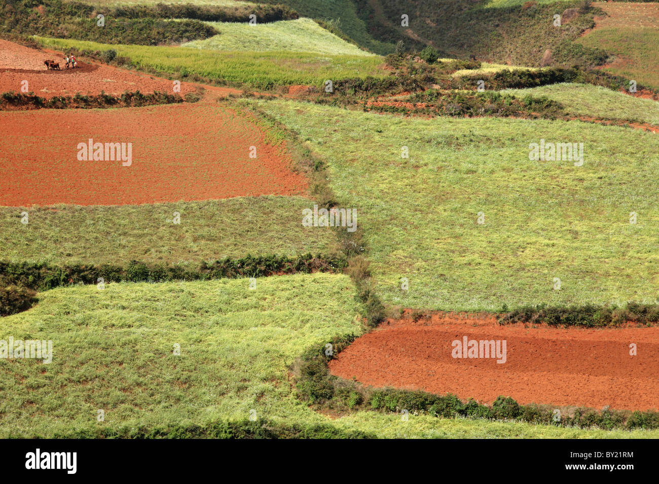 Red Land Soil, Dongchuan, Yunnan Province, China Stock Photo