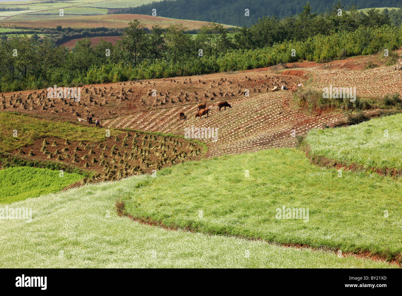 Red Land Soil, Dongchuan, Yunnan Province, China Stock Photo