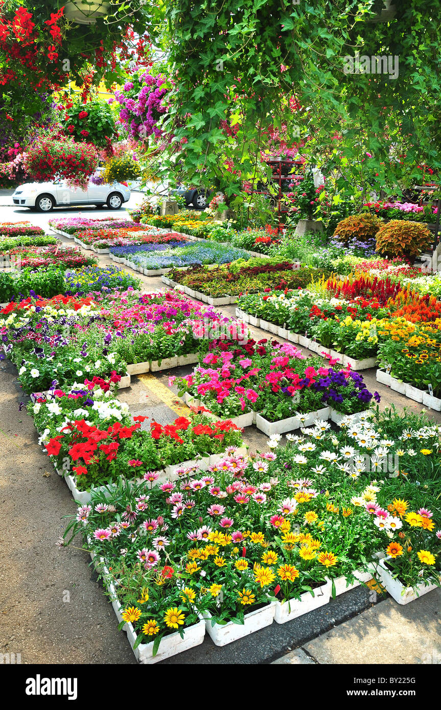 Flower market in Montreal, Canada Stock Photo Alamy