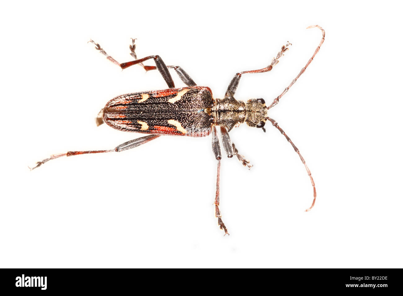 Two-banded Longhorn beetle (Rhagium bifasciatum). Powys, Wales. Stock Photo