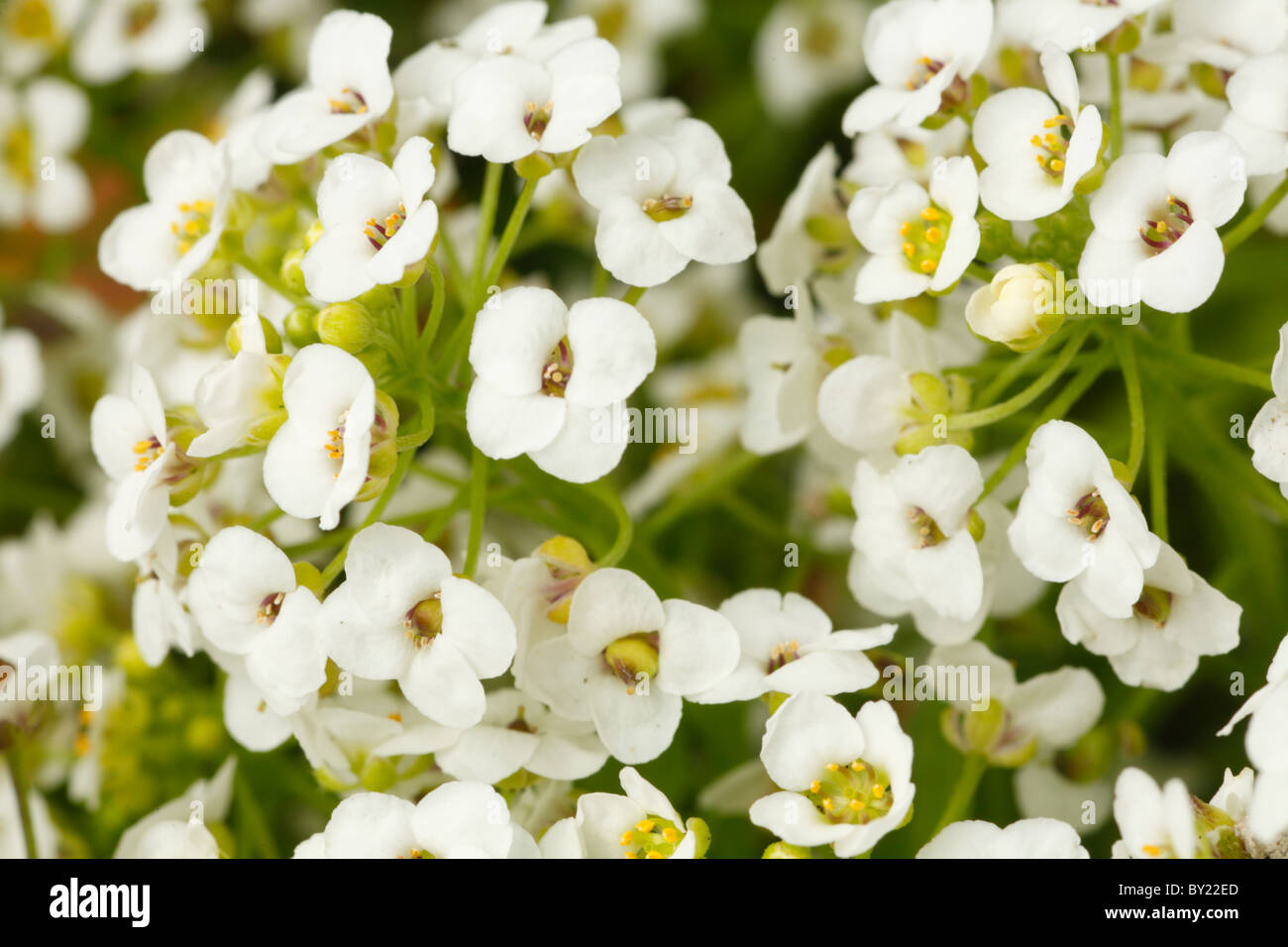 Flowers of Sweet Alyssum (Lobularia maritima). Garden annual. Stock Photo