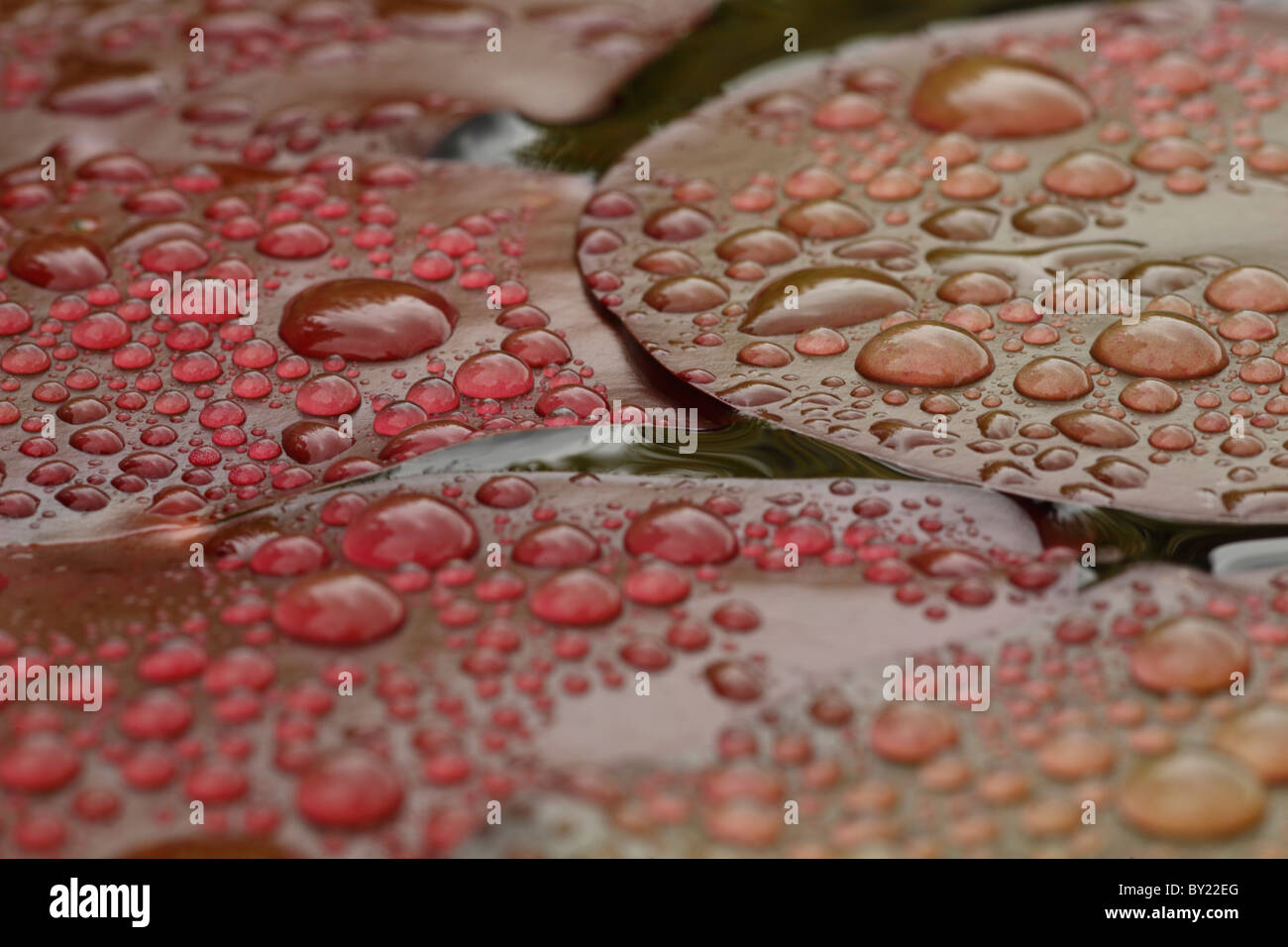 Raindrops on fresh leaves of Waterlily (Nymphaea sp.). Stock Photo