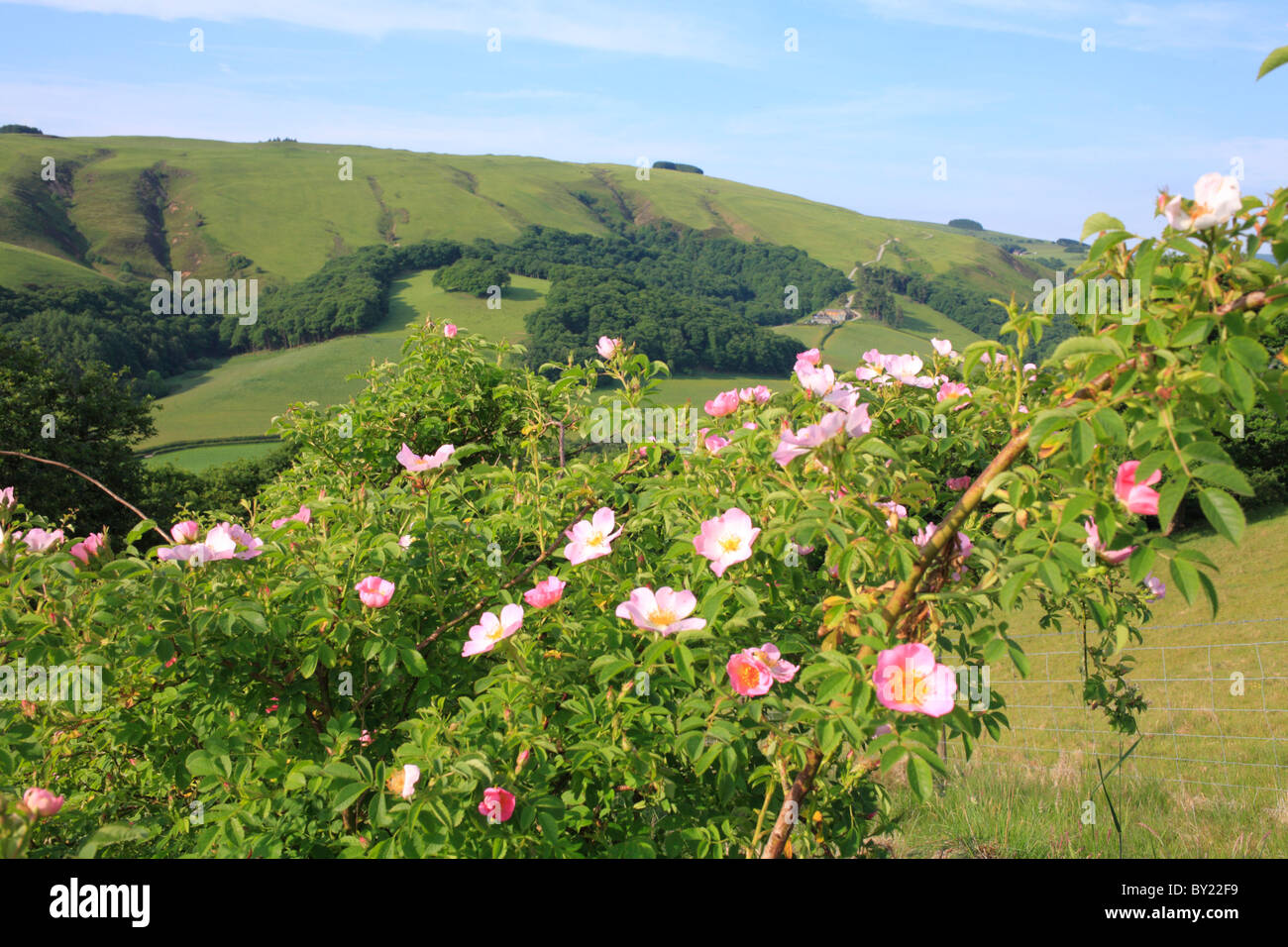 Dog Rose (Rosa canina agg.) flowering. Powys, Wales, UK. Stock Photo