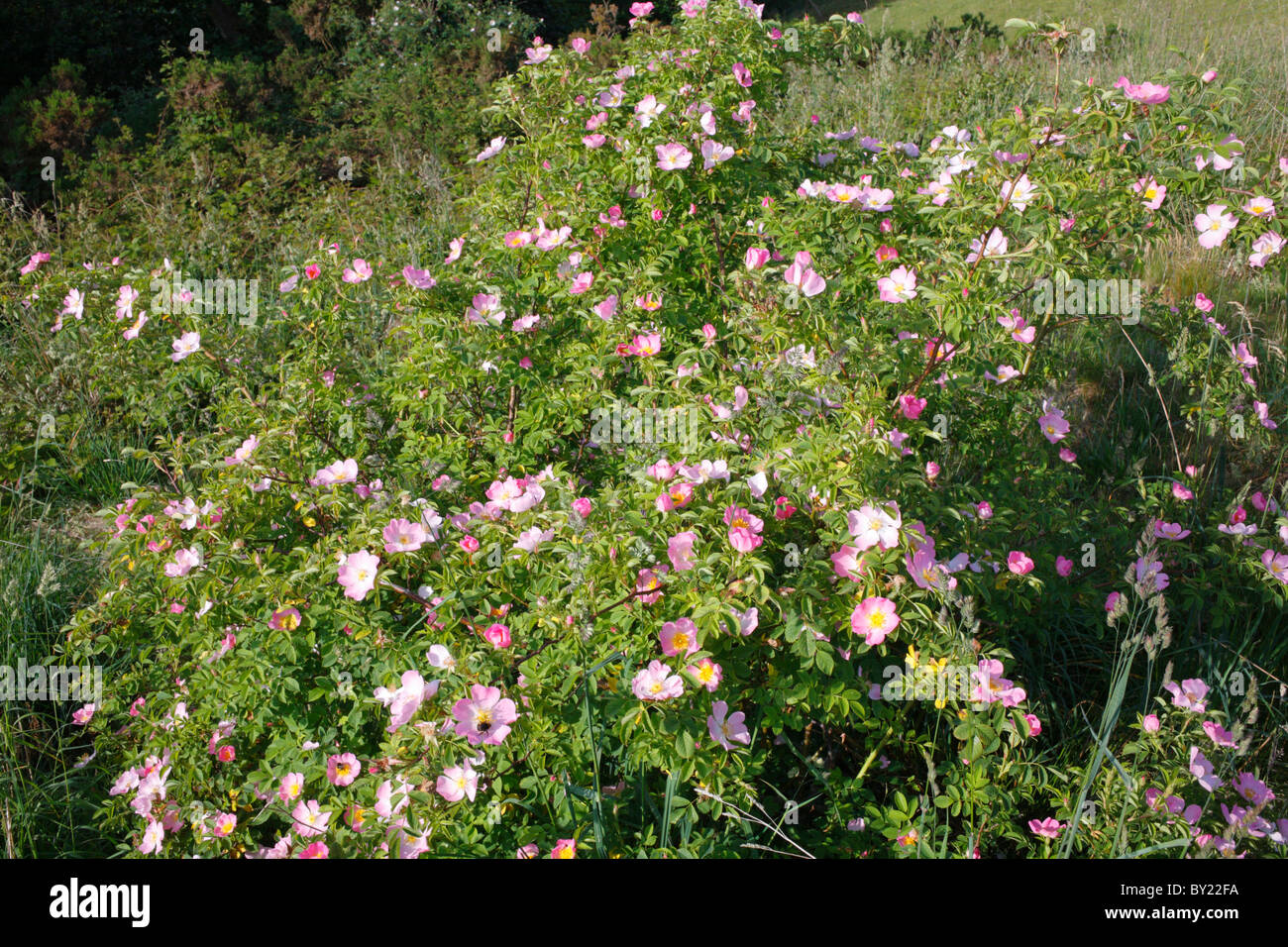 Dog Rose (Rosa canina agg.) flowering. Powys, Wales, UK. Stock Photo